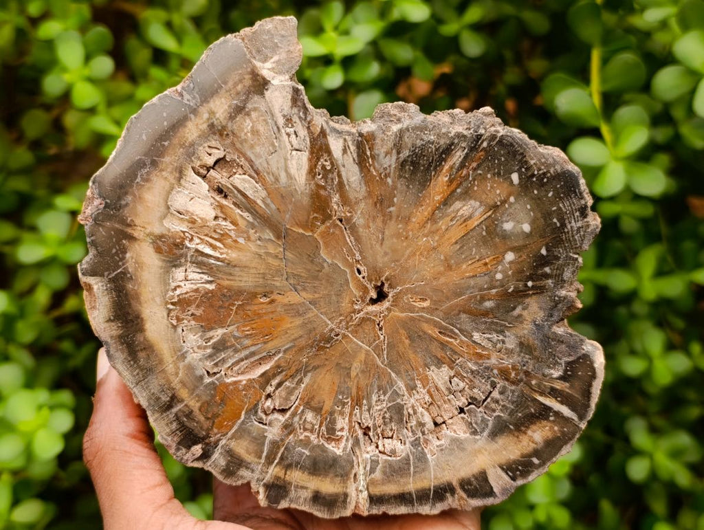 Polished Thick Dadoxylon Petrified Wood Slices x 2 From Gokwe, Zimbabwe - Toprock Gemstones and Minerals 