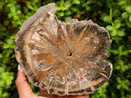 Polished Thick Dadoxylon Petrified Wood Slices x 2 From Gokwe, Zimbabwe - Toprock Gemstones and Minerals 