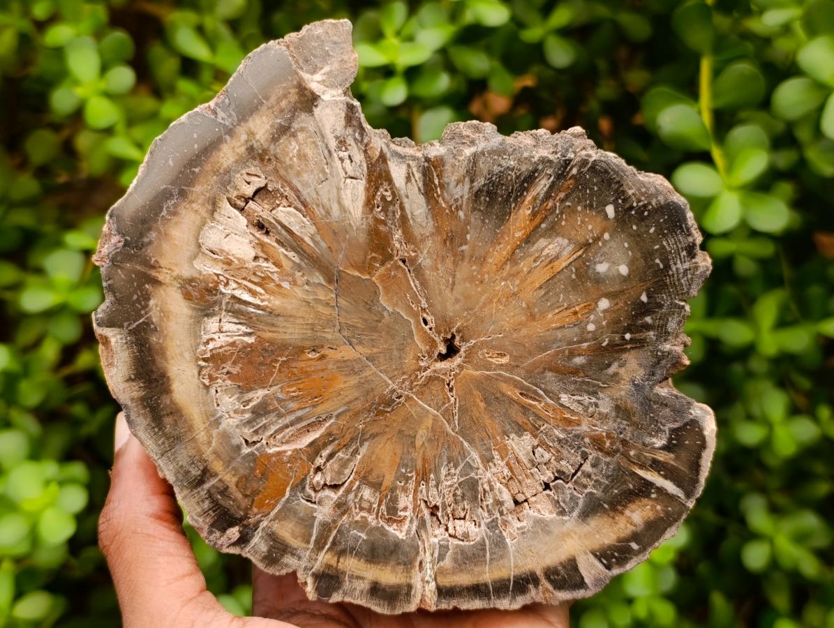 Polished Thick Dadoxylon Petrified Wood Slices x 2 From Gokwe, Zimbabwe - Toprock Gemstones and Minerals 