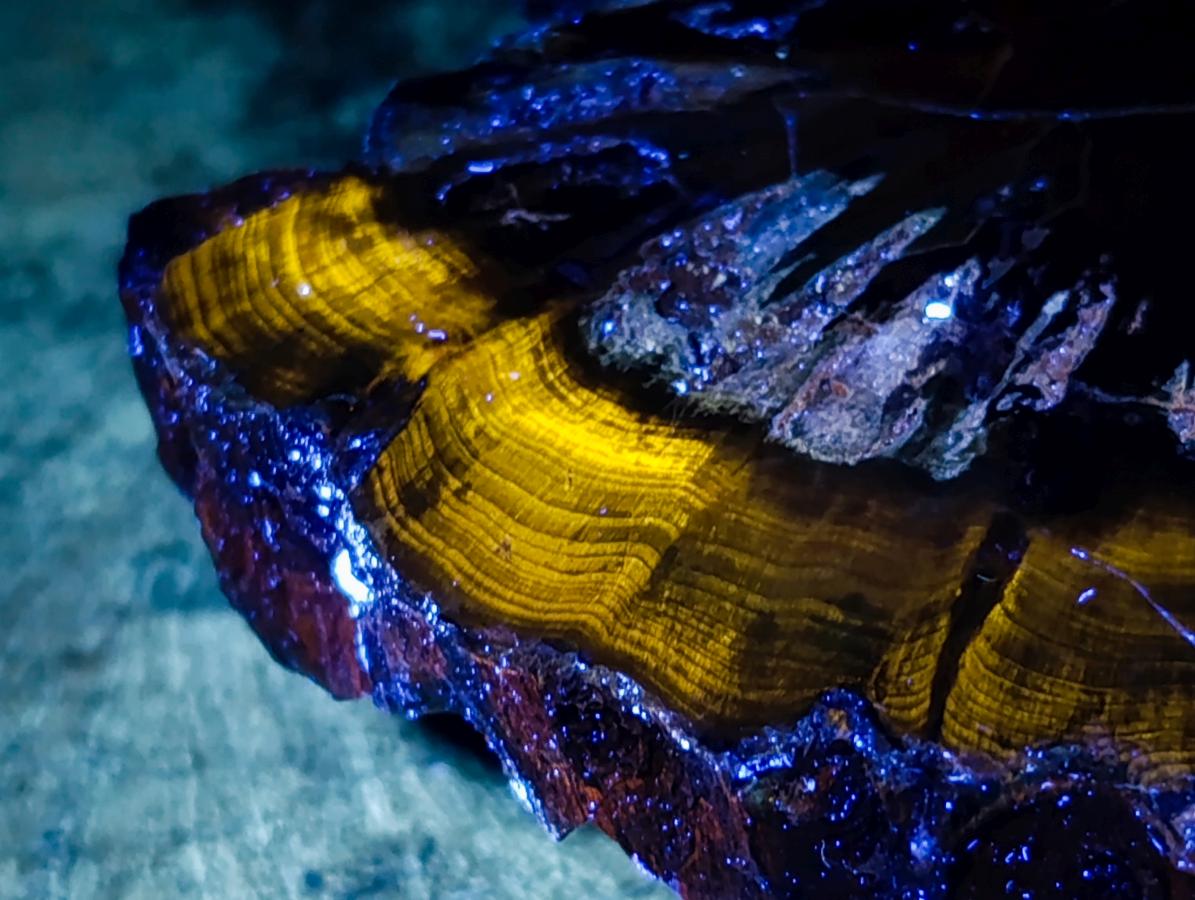 Polished Thick Dadoxylon Petrified Wood Slices x 2 From Gokwe, Zimbabwe - Toprock Gemstones and Minerals 