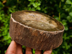 Polished Thick Dadoxylon Petrified Wood Slices x 2 From Gokwe, Zimbabwe - Toprock Gemstones and Minerals 