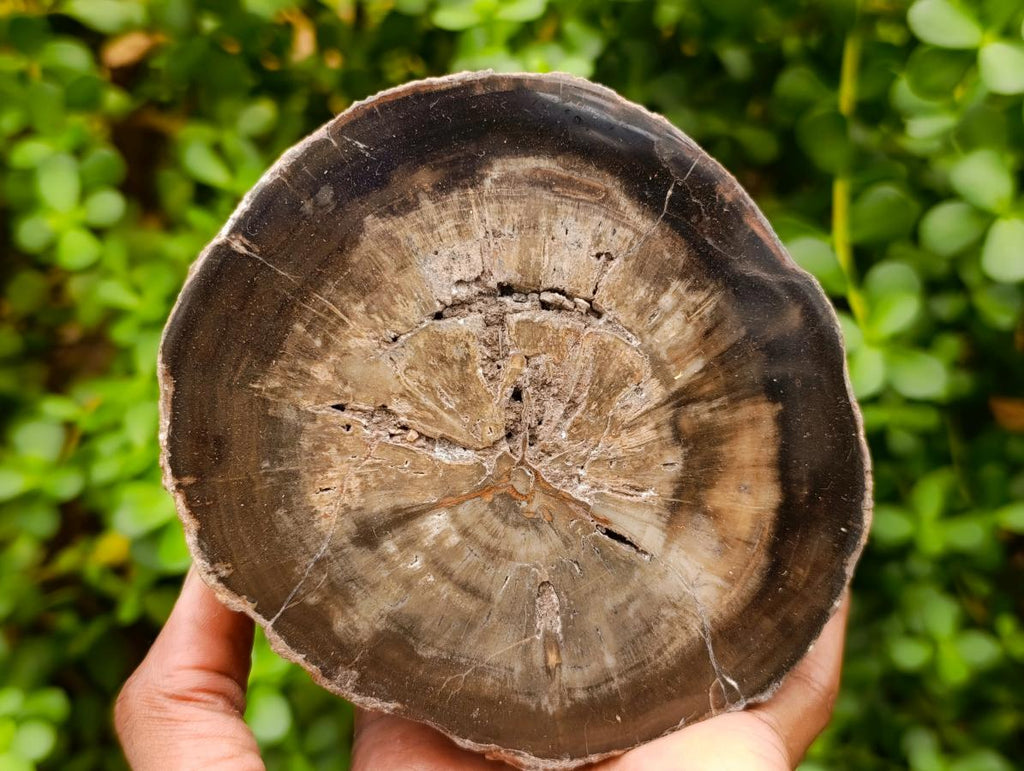 Polished Thick Dadoxylon Petrified Wood Slices x 2 From Gokwe, Zimbabwe - Toprock Gemstones and Minerals 