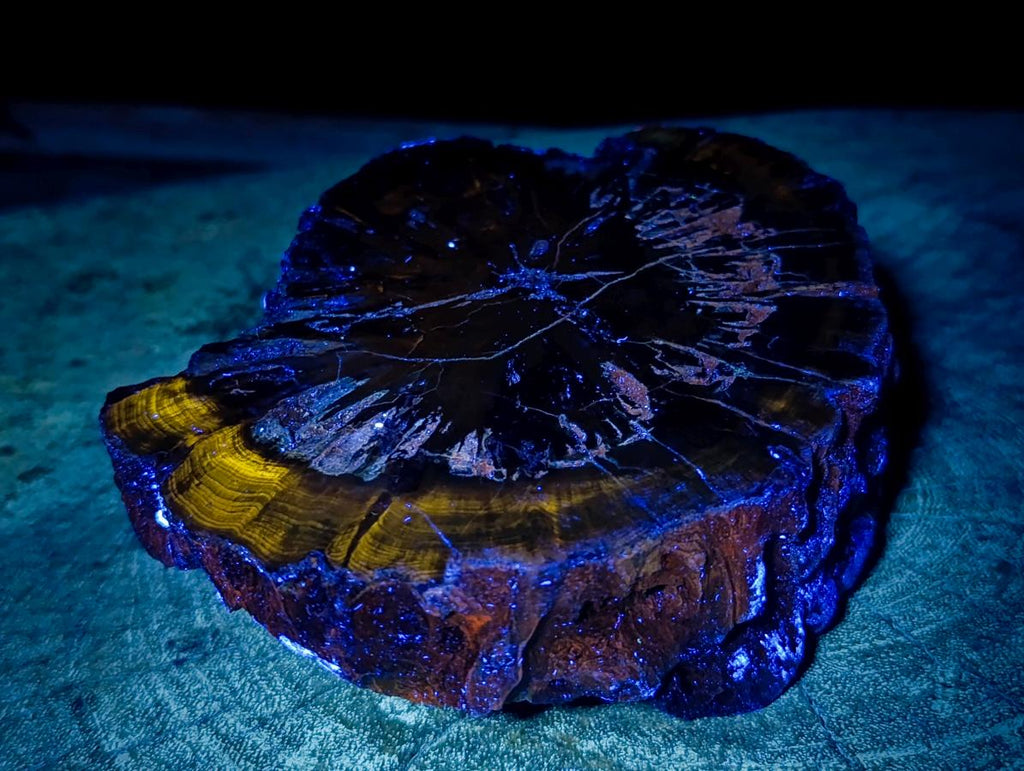 Polished Thick Dadoxylon Petrified Wood Slices x 2 From Gokwe, Zimbabwe - Toprock Gemstones and Minerals 