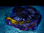 Polished Thick Dadoxylon Petrified Wood Slices x 2 From Gokwe, Zimbabwe - Toprock Gemstones and Minerals 