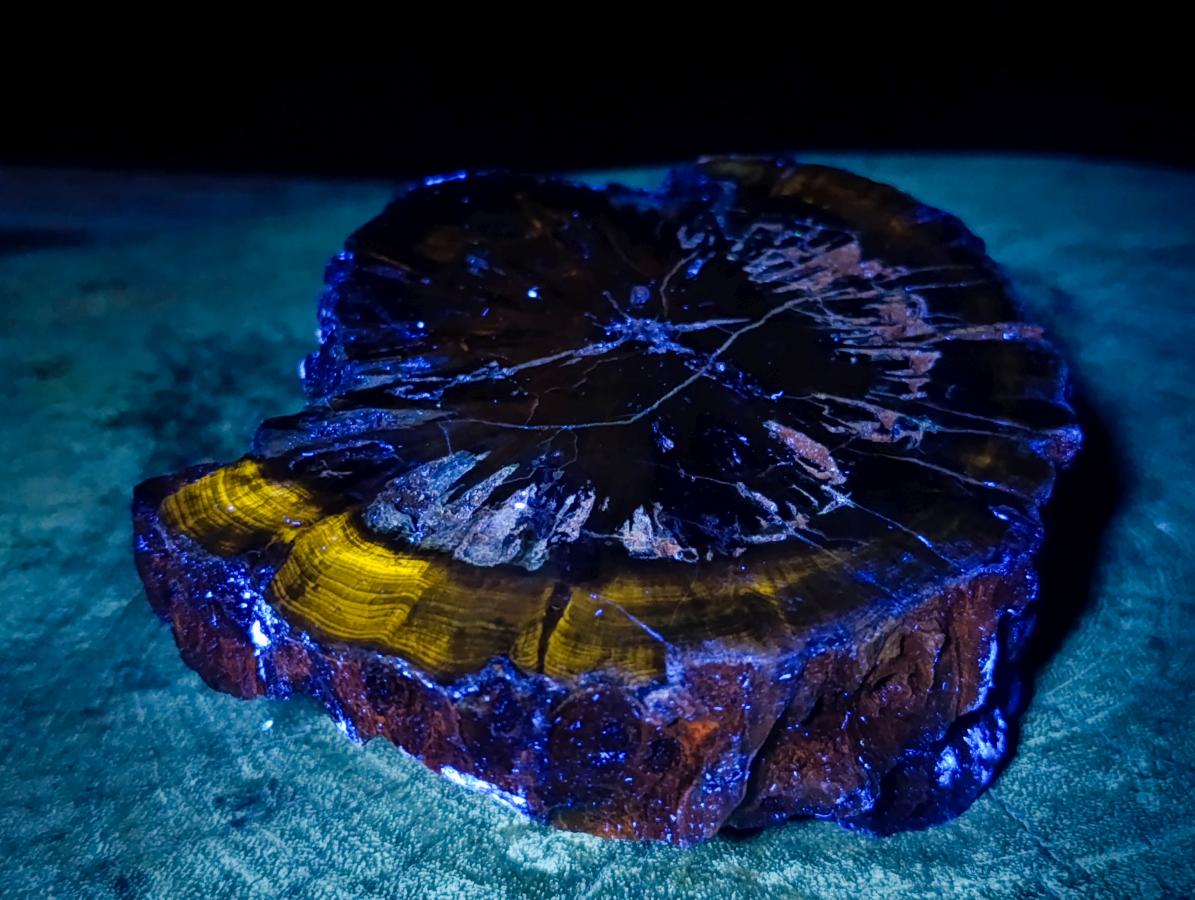 Polished Thick Dadoxylon Petrified Wood Slices x 2 From Gokwe, Zimbabwe - Toprock Gemstones and Minerals 