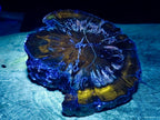 Polished Thick Dadoxylon Petrified Wood Slices x 2 From Gokwe, Zimbabwe - Toprock Gemstones and Minerals 