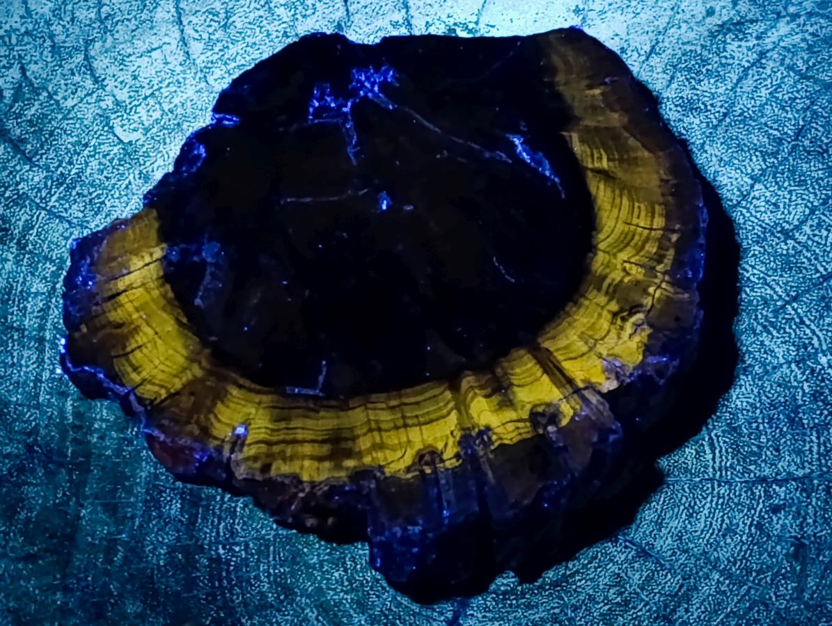 Polished Dadoxylon Petrified Wood Slices x 6 From Gokwe, Zimbabwe - Toprock Gemstones and Minerals 