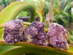 Natural Dark Purple Amethyst Quartz Crystal Plates x 35 From Boekenhouthoek, South Africa - Toprock Gemstones and Minerals 