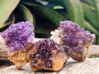 Natural Dark Purple Amethyst Quartz Crystal Plates x 35 From Boekenhouthoek, South Africa - Toprock Gemstones and Minerals 