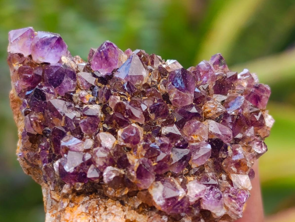 Natural Dark Purple Amethyst Quartz Crystal Plates x 35 From Boekenhouthoek, South Africa - Toprock Gemstones and Minerals 