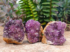 Natural Dark Purple Amethyst Quartz Crystal Plates x 35 From Boekenhouthoek, South Africa - Toprock Gemstones and Minerals 