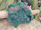 Natural Large Botryoidal Malachite Specimen x 1 From Congo - Toprock Gemstones and Minerals 