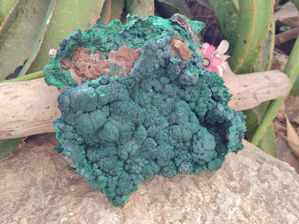 Natural Large Botryoidal Malachite Specimen x 1 From Congo - Toprock Gemstones and Minerals 