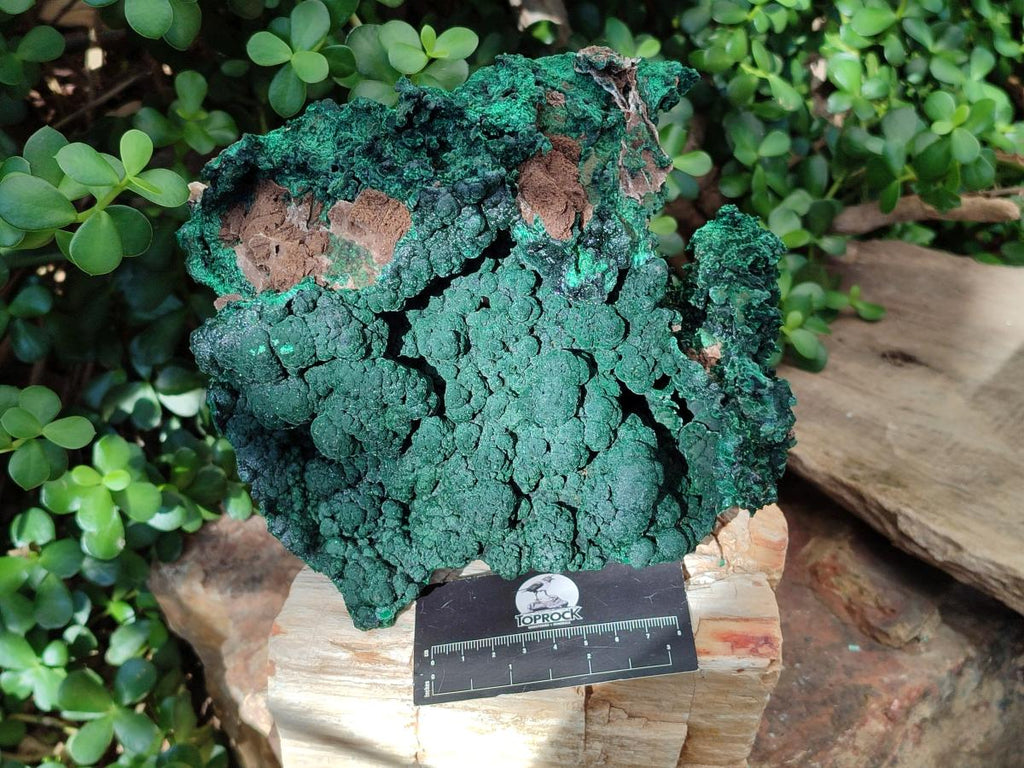 Natural Large Botryoidal Malachite Specimen x 1 From Congo - Toprock Gemstones and Minerals 