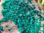 Natural XL Dioptase on Dolomite Specimen x 1 From Likasi, Congo - Toprock Gemstones and Minerals 