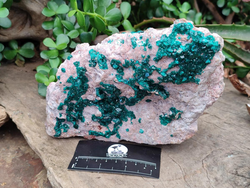 Natural XL Dioptase on Dolomite Specimen x 1 From Likasi, Congo - Toprock Gemstones and Minerals 