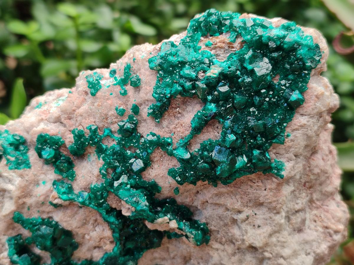 Natural XL Dioptase on Dolomite Specimen x 1 From Likasi, Congo - Toprock Gemstones and Minerals 
