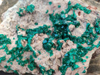 Natural XL Dioptase on Dolomite Specimen x 1 From Likasi, Congo - Toprock Gemstones and Minerals 