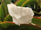 Natural Frosted Quartz Crystals and Clusters x 8 From Madagascar - Toprock Gemstones and Minerals 