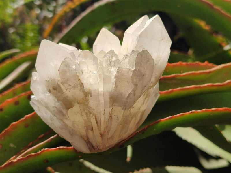 Natural Frosted Quartz Crystals and Clusters x 8 From Madagascar - Toprock Gemstones and Minerals 