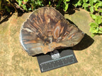 Polished Dadoxylon Petrified Wood Slices x 2 From Gokwe, Zimbabwe - Toprock Gemstones and Minerals 