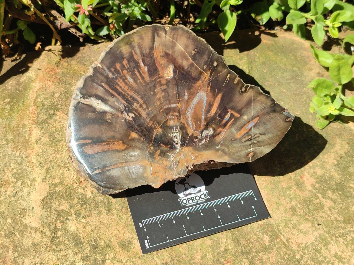 Polished Dadoxylon Petrified Wood Slices x 2 From Gokwe, Zimbabwe - Toprock Gemstones and Minerals 