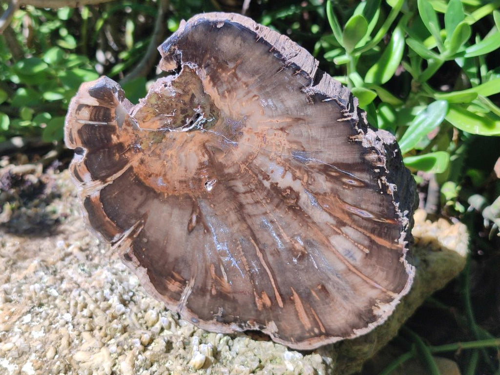 Polished Dadoxylon Petrified Wood Slices x 2 From Gokwe, Zimbabwe - Toprock Gemstones and Minerals 
