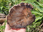 Polished Dadoxylon Petrified Wood Slices x 2 From Gokwe, Zimbabwe - Toprock Gemstones and Minerals 