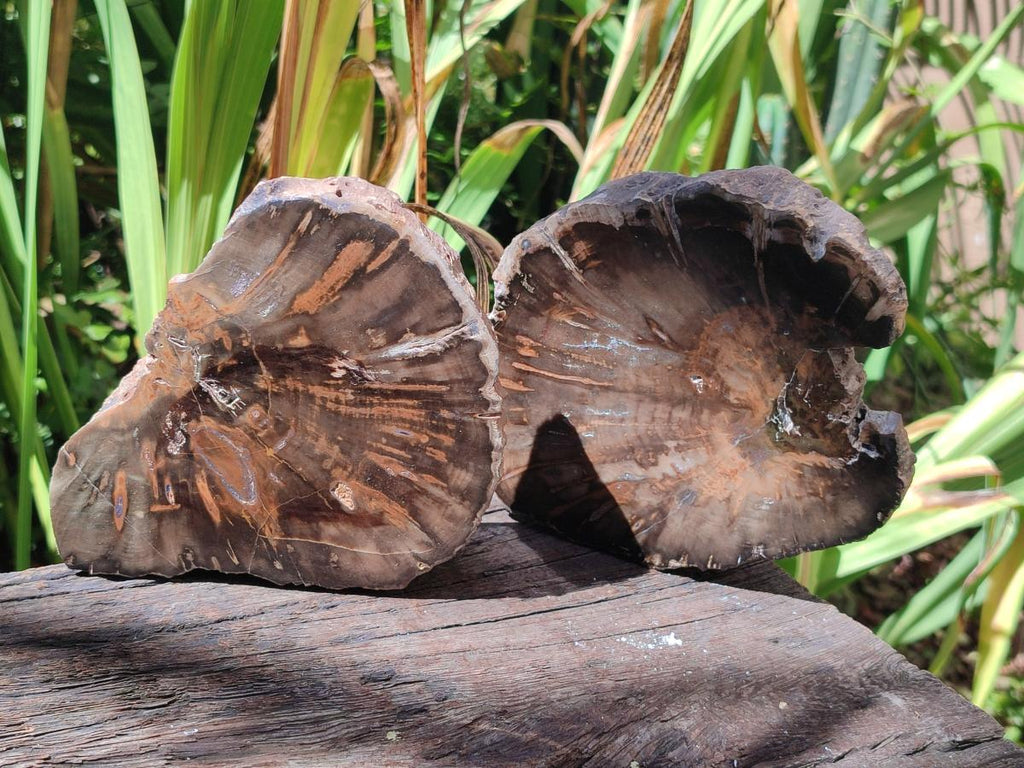 Polished Dadoxylon Petrified Wood Slices x 2 From Gokwe, Zimbabwe - Toprock Gemstones and Minerals 