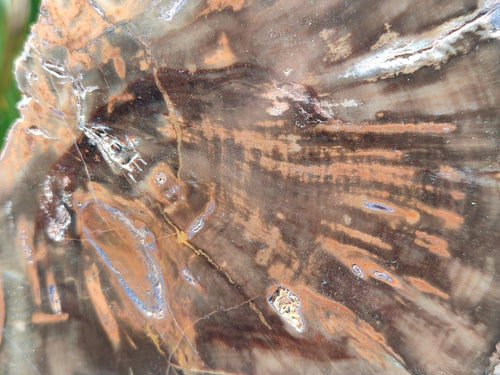 Polished Dadoxylon Petrified Wood Slices x 2 From Gokwe, Zimbabwe - Toprock Gemstones and Minerals 