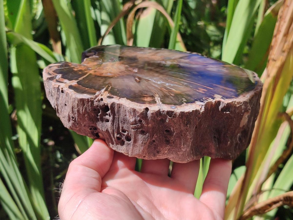 Polished Dadoxylon Petrified Wood Slices x 2 From Gokwe, Zimbabwe - Toprock Gemstones and Minerals 