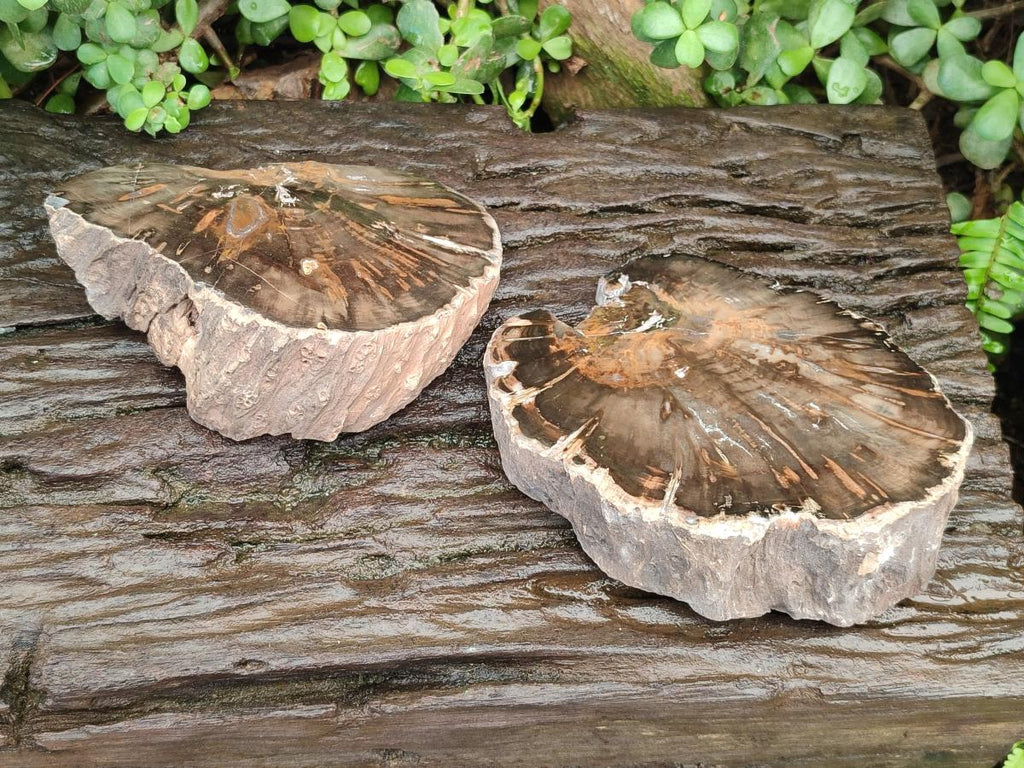 Polished Dadoxylon Petrified Wood Slices x 2 From Gokwe, Zimbabwe - Toprock Gemstones and Minerals 