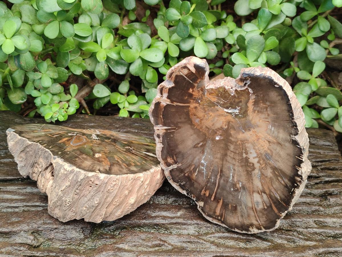 Polished Dadoxylon Petrified Wood Slices x 2 From Gokwe, Zimbabwe - Toprock Gemstones and Minerals 