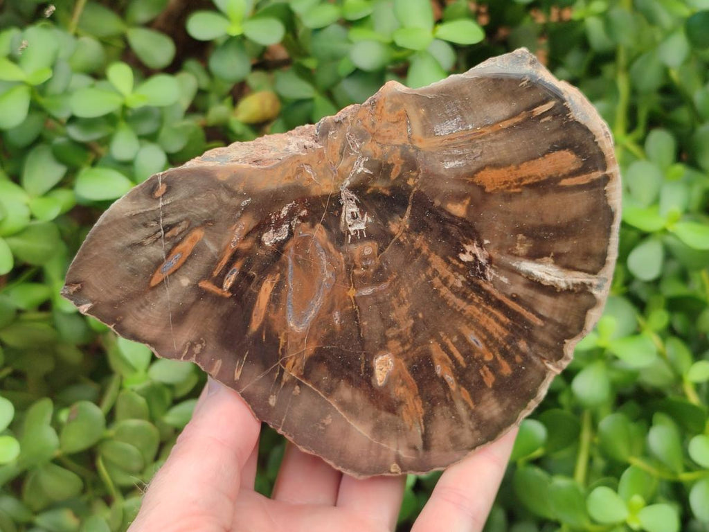 Polished Dadoxylon Petrified Wood Slices x 2 From Gokwe, Zimbabwe - Toprock Gemstones and Minerals 