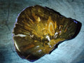 Polished Dadoxylon Petrified Wood Slices x 2 From Gokwe, Zimbabwe - Toprock Gemstones and Minerals 