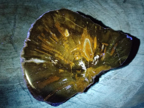 Polished Dadoxylon Petrified Wood Slices x 2 From Gokwe, Zimbabwe - Toprock Gemstones and Minerals 