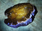 Polished Dadoxylon Petrified Wood Slices x 2 From Gokwe, Zimbabwe - Toprock Gemstones and Minerals 