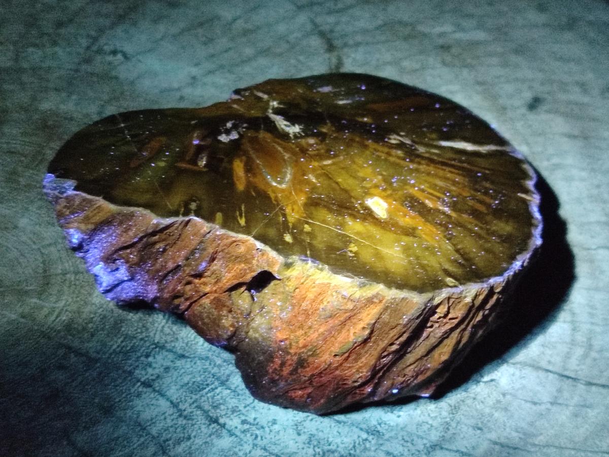 Polished Dadoxylon Petrified Wood Slices x 2 From Gokwe, Zimbabwe - Toprock Gemstones and Minerals 