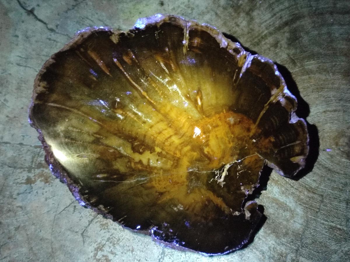 Polished Dadoxylon Petrified Wood Slices x 2 From Gokwe, Zimbabwe - Toprock Gemstones and Minerals 