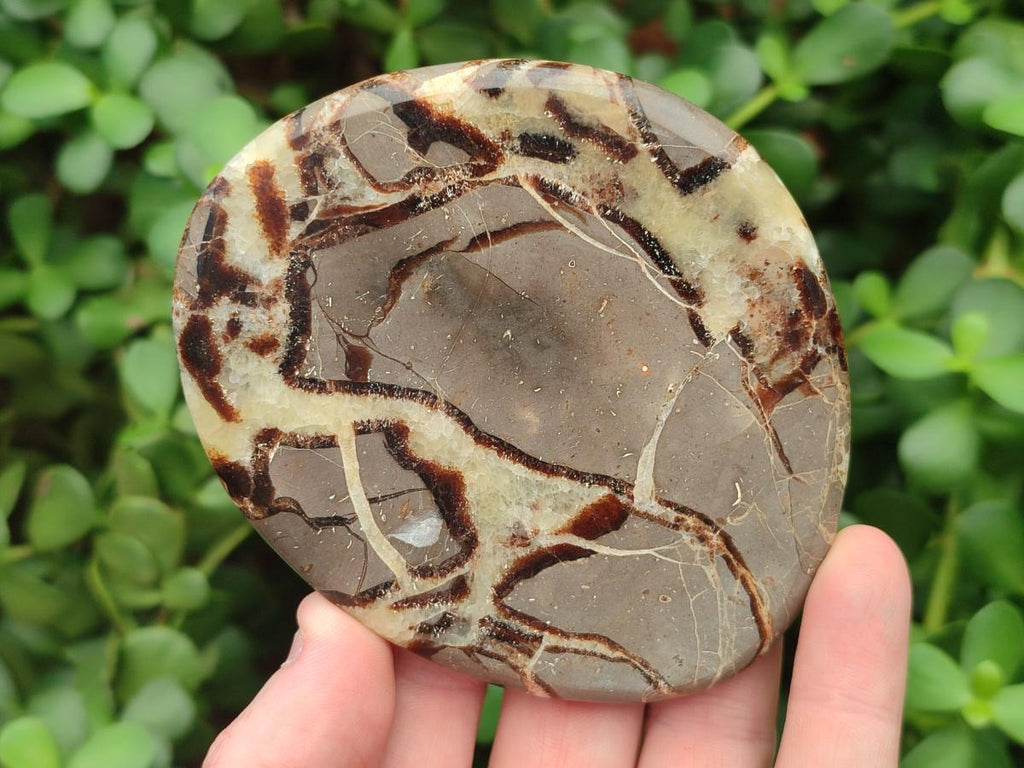 Polished Septerye Slices x 12 From Mahajanga, Madagascar - Toprock Gemstones and Minerals 