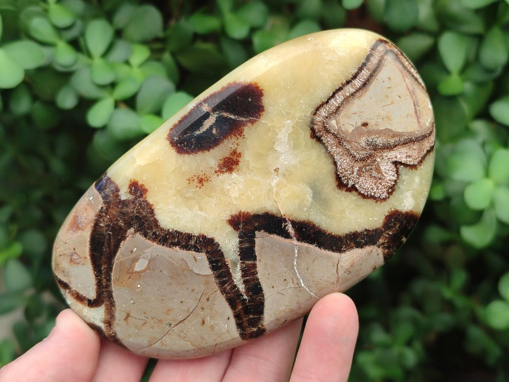 Polished Septerye Slices x 12 From Mahajanga, Madagascar - Toprock Gemstones and Minerals 