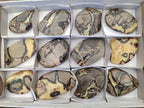 Polished Septerye Slices x 12 From Mahajanga, Madagascar - Toprock Gemstones and Minerals 