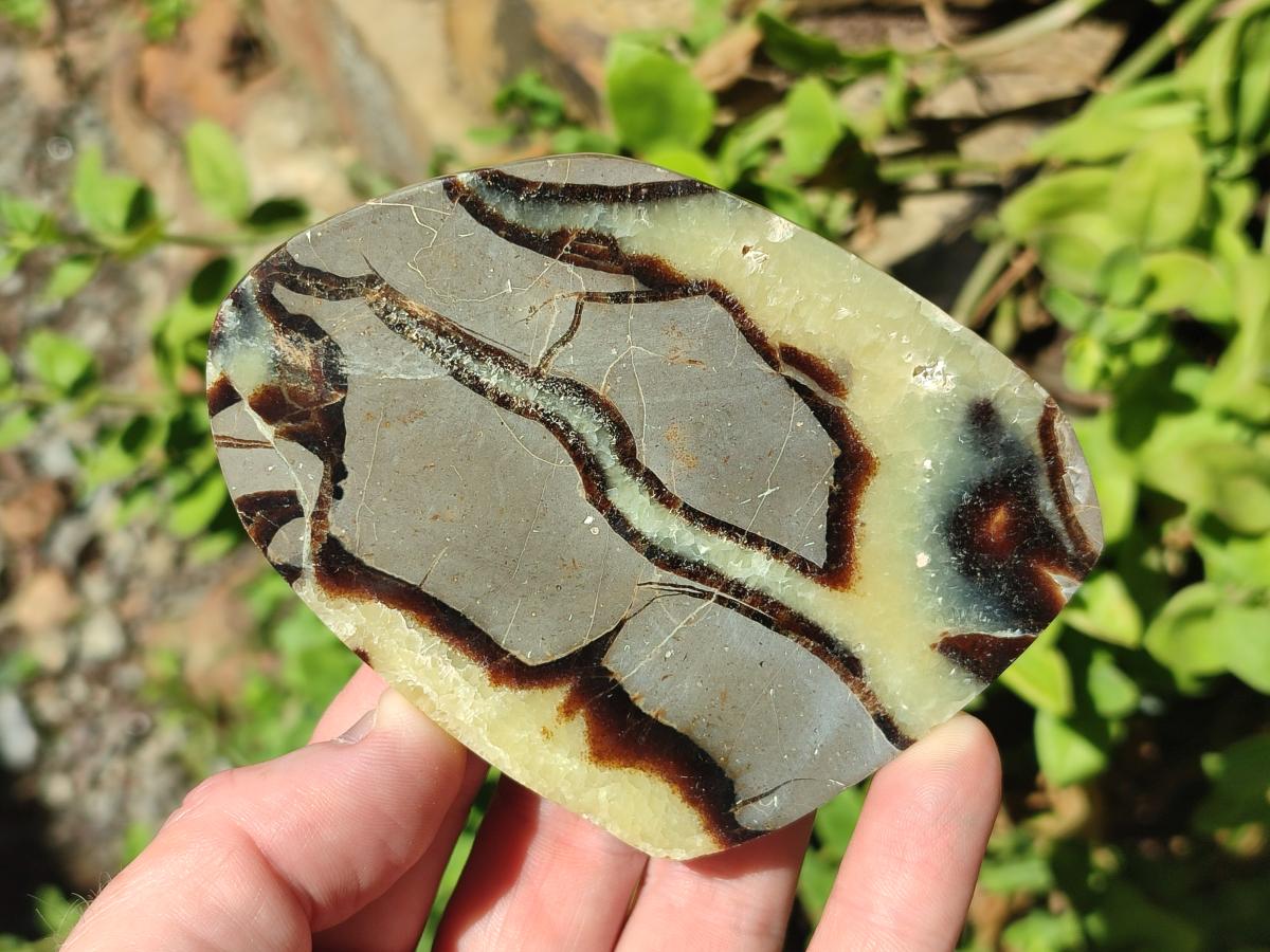 Polished Septerye Slices x 12 From Mahajanga, Madagascar - Toprock Gemstones and Minerals 