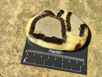 Polished Septerye Slices x 12 From Mahajanga, Madagascar - Toprock Gemstones and Minerals 