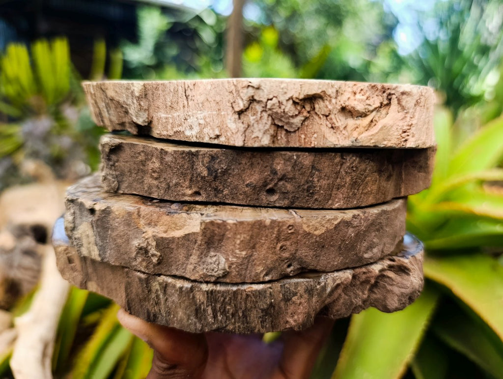 Polished Thick Dadoxylon Petrified Wood Slices x 4 From Gokwe, Zimbabwe - Toprock Gemstones and Minerals 