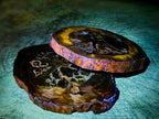 Polished Thick Dadoxylon Petrified Wood Slices x 4 From Gokwe, Zimbabwe - Toprock Gemstones and Minerals 