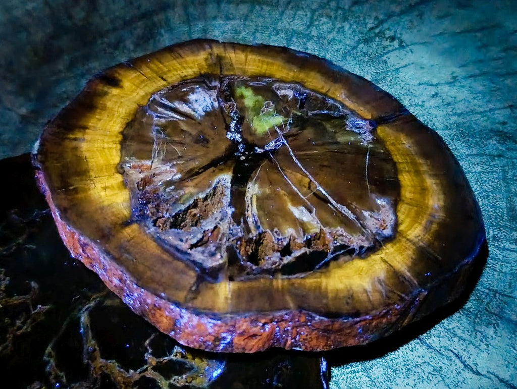 Polished Thick Dadoxylon Petrified Wood Slices x 4 From Gokwe, Zimbabwe - Toprock Gemstones and Minerals 
