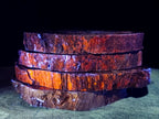 Polished Thick Dadoxylon Petrified Wood Slices x 4 From Gokwe, Zimbabwe - Toprock Gemstones and Minerals 