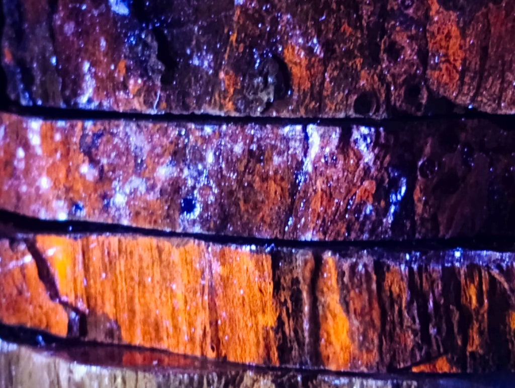 Polished Thick Dadoxylon Petrified Wood Slices x 4 From Gokwe, Zimbabwe - Toprock Gemstones and Minerals 