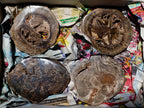 Polished Thick Dadoxylon Petrified Wood Slices x 4 From Gokwe, Zimbabwe - Toprock Gemstones and Minerals 